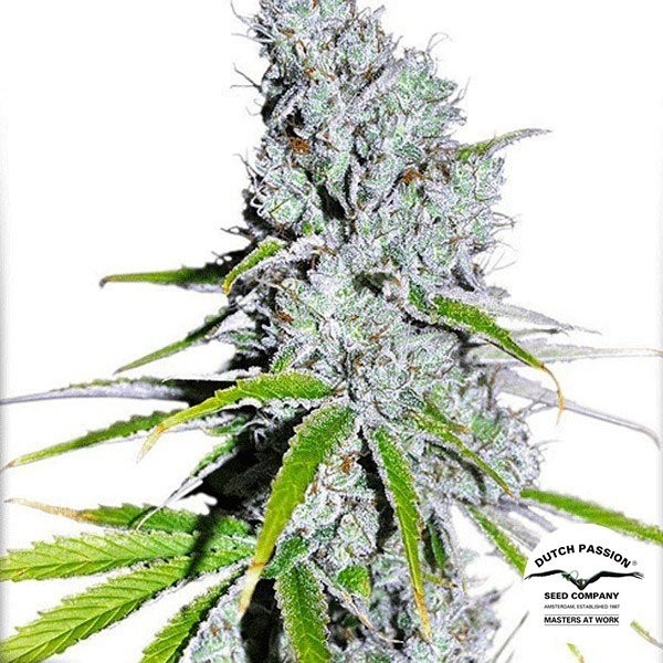 View Planta de maconha