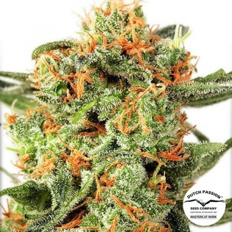 Planta de maconha