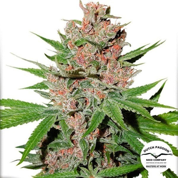 View Planta de maconha