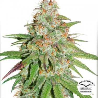 Planta de maconha