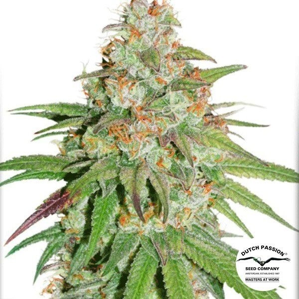 View Planta de maconha