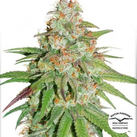 Planta de maconha