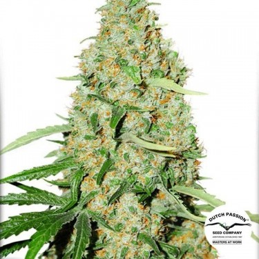 Planta de maconha