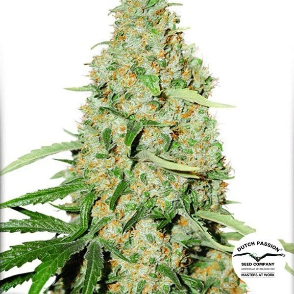 Planta de maconha