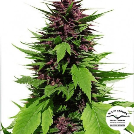 Planta de maconha