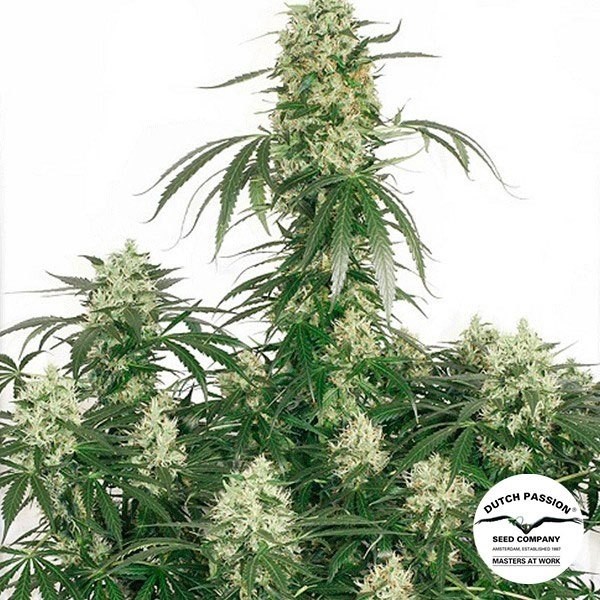 View Planta de maconha