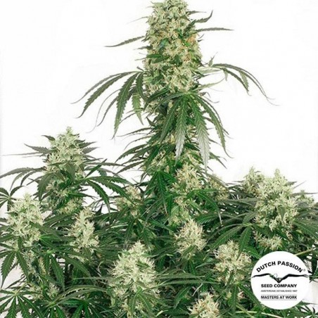 Planta de maconha