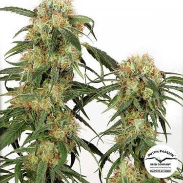Planta de maconha