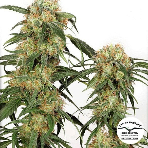 View Planta de maconha