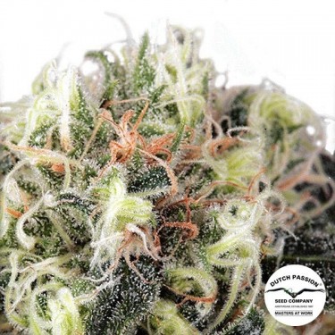 Planta de maconha