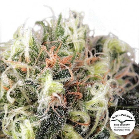 Planta de maconha