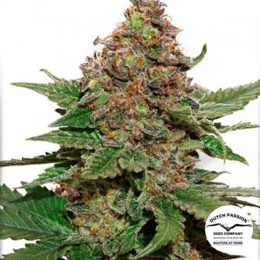 Planta de maconha