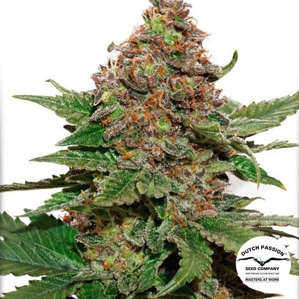 Planta de maconha