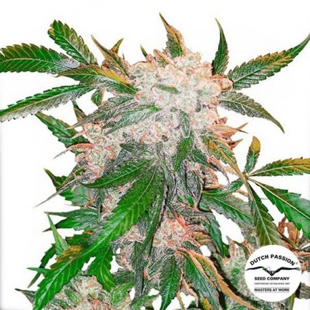 Planta de maconha