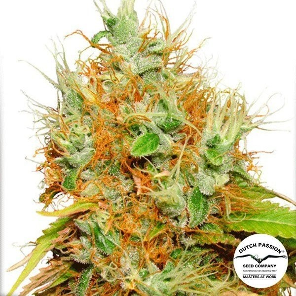 Planta de maconha
