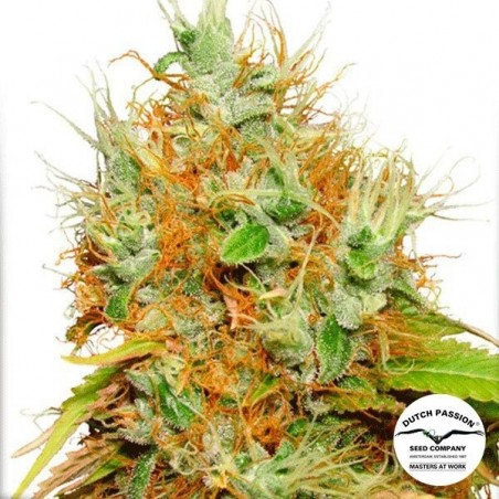 Planta de maconha