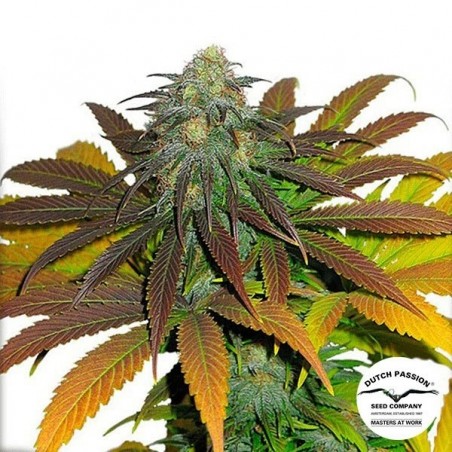 Planta de maconha