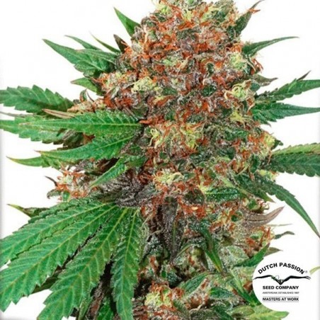 Planta de maconha