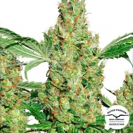 Planta de maconha