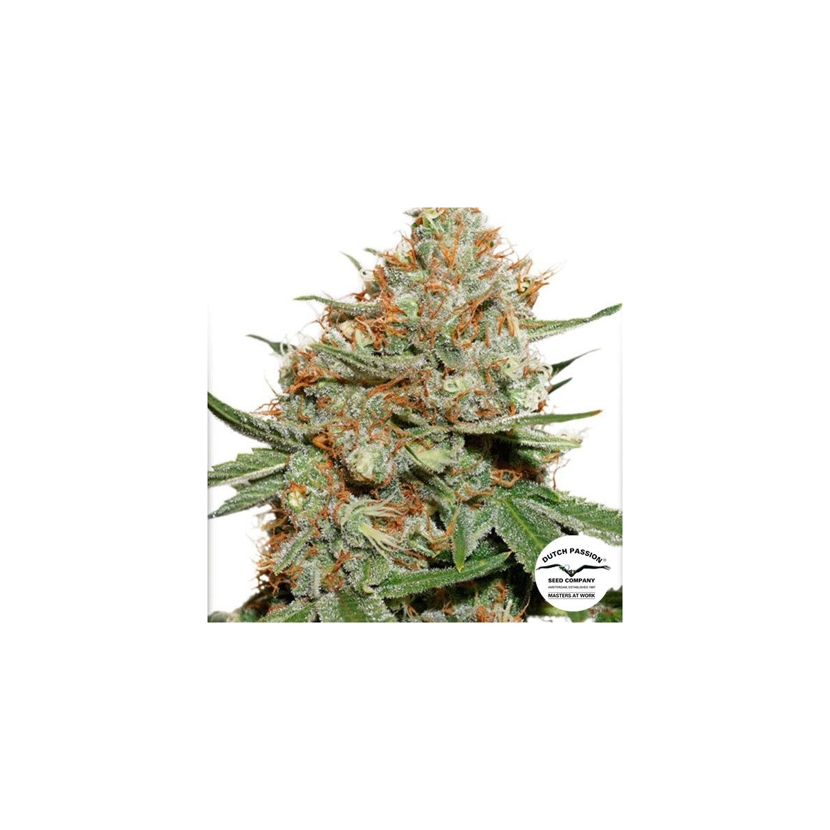 Dutch Passion Feminized Skunk#11 - GB The Green Brand
