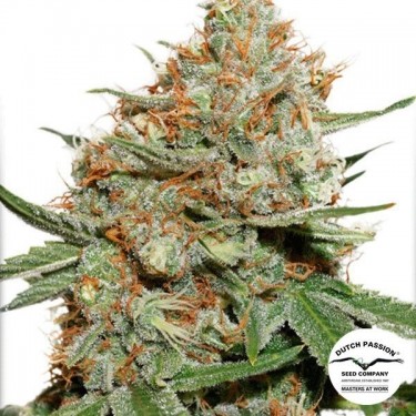 Skunk 11 planta de maconha