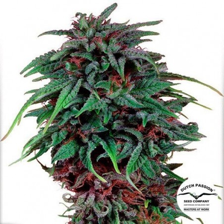 Planta de maconha