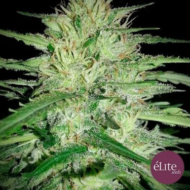 Juanita 'La Lagrimosa' CBD