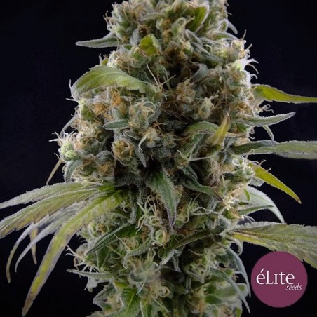 Solodiol CBD planta de maconha