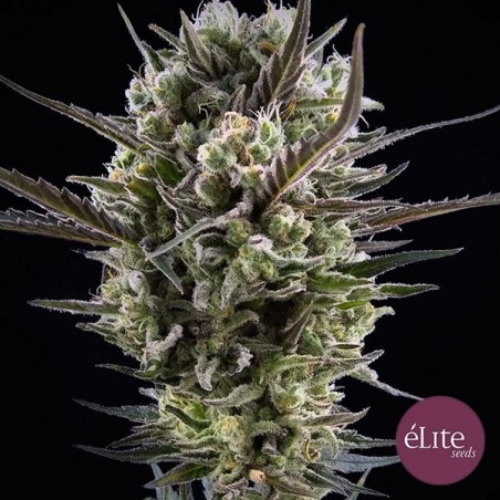 Semente Llimonet Haze Classical CBD planta de maconha