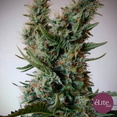 Planta de maconha