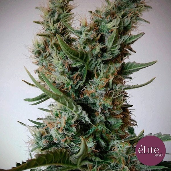 Planta de maconha