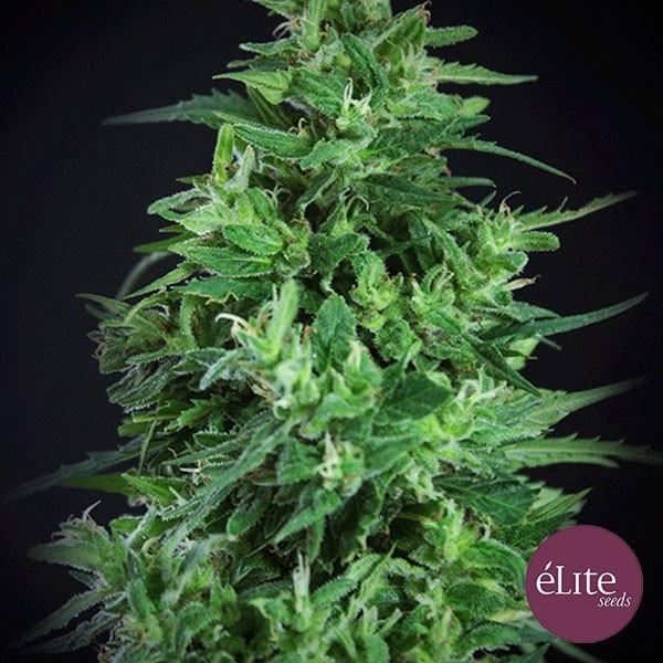 View Semente Llimonet Haze Ultra CBD planta de maconha