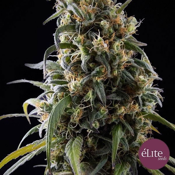 View Planta de maconha