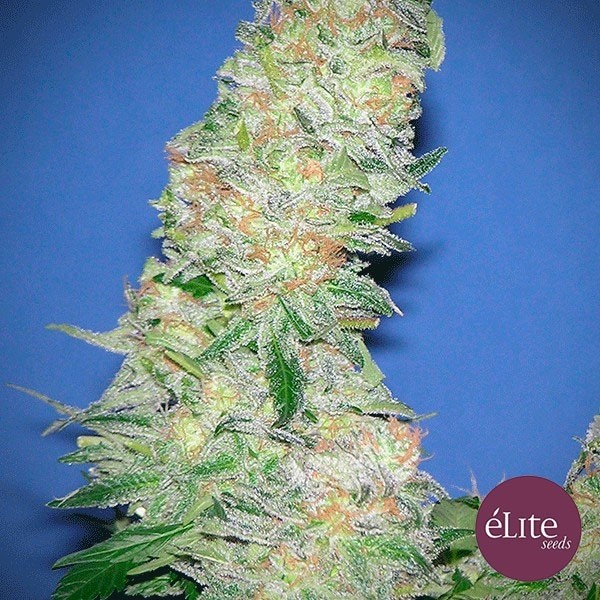 View Planta de maconha