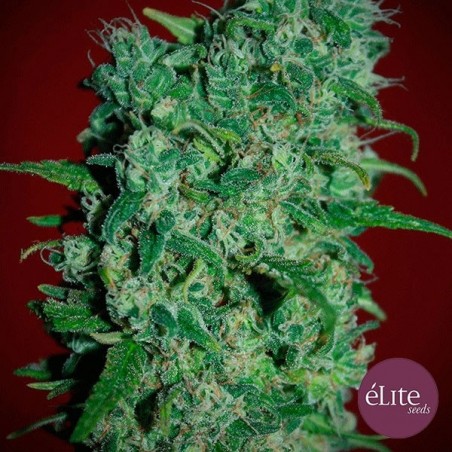 Planta de maconha