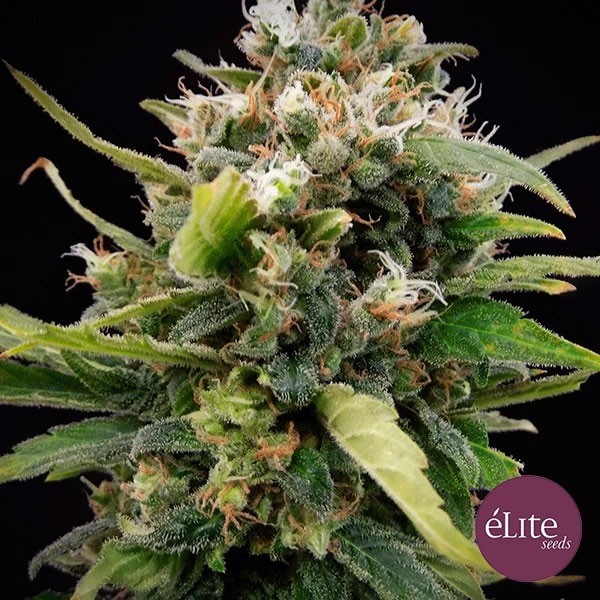 View Planta de maconha