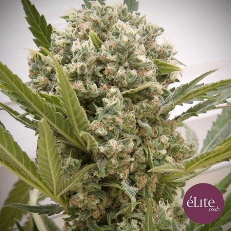 Planta de maconha