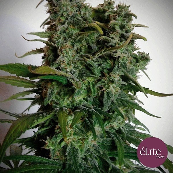 View Planta de maconha