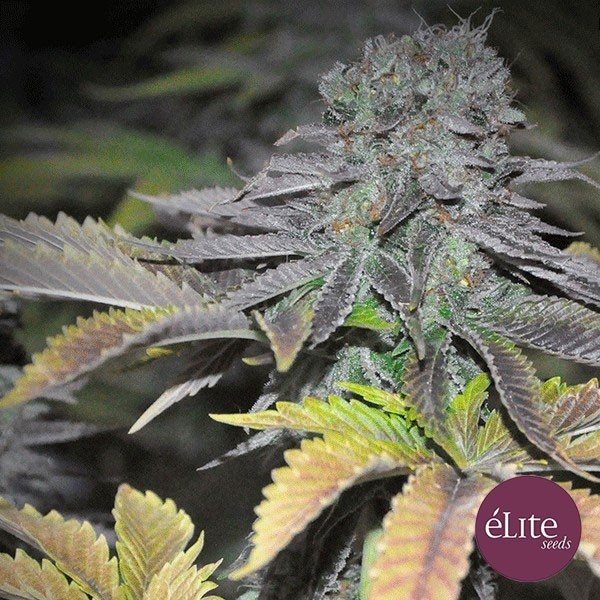 View Planta de maconha