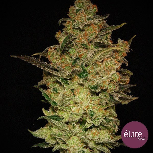 View Planta de maconha