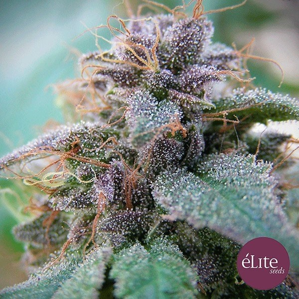 View Planta de maconha