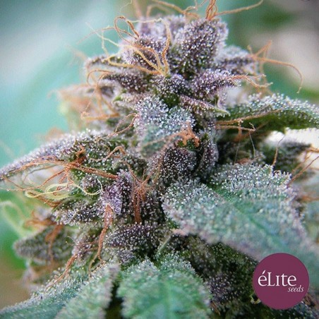 Planta de maconha