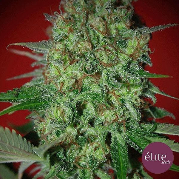 View Planta de maconha