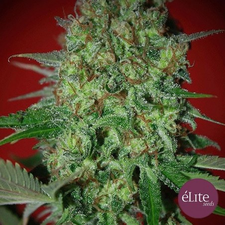 Planta de maconha