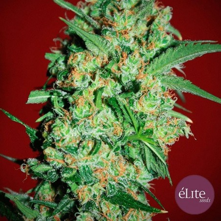 Planta de maconha