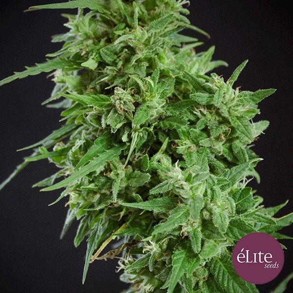 View Planta de maconha