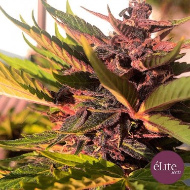 Planta de maconha
