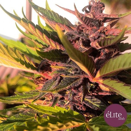 Planta de maconha