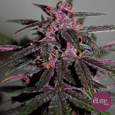 Planta de maconha
