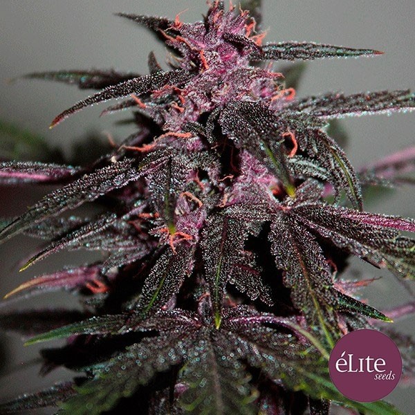 Planta de maconha